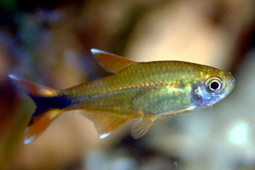 SILVER TIP TETRA 3cm