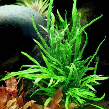 Java Fern Pot Plant