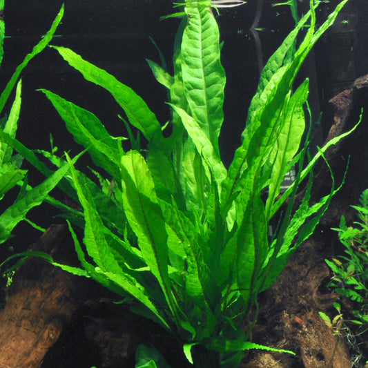 Java Fern Pot Plant