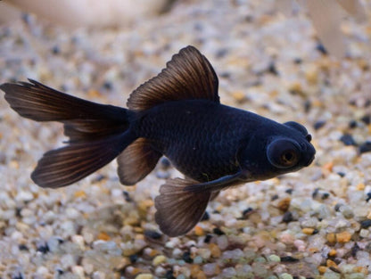 BLACK MOOR FISH