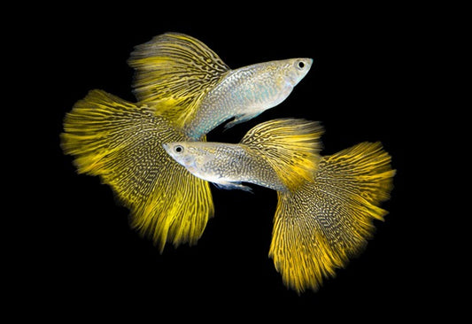 GOLD LACE SPECIAL GUPPY PAIR
