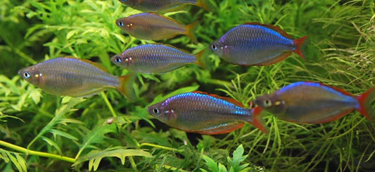 DWARF NEON RAINBOW 3cm