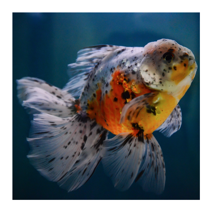 ORANDA MIX 12-15cm