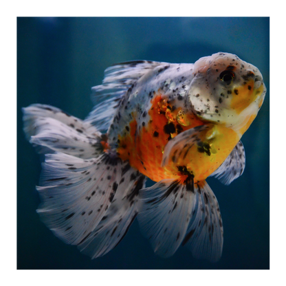 ORANDA MIX 12-15cm