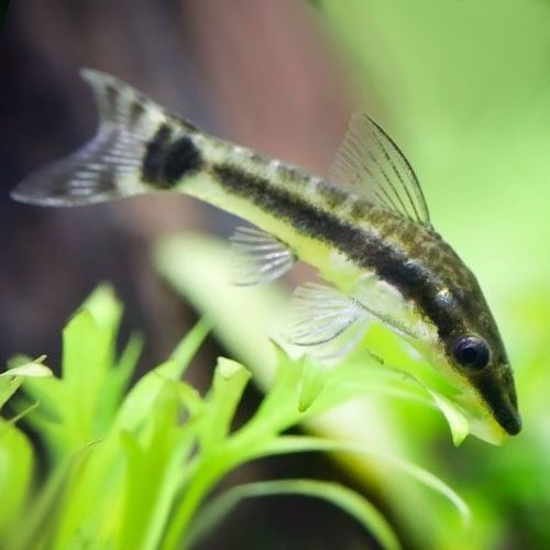 OCTOCINCLUS CAT FISH 3cm