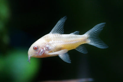 CORYDORAS