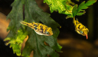 Dwarf Puffer