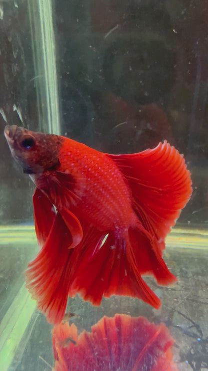 FULLMOON RED BETTA