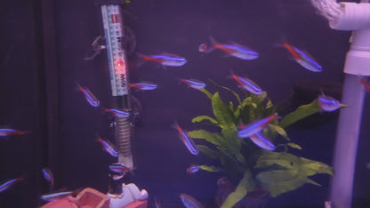 NEON TETRA 2cm