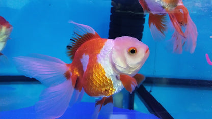 ORANDA gold mix Big size 10-12cm