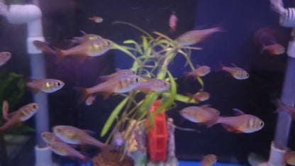 FLAME TETRA 2cm