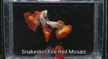 SNAKESKIN RED MOSAIC SPECIAL GUPPY PAIR