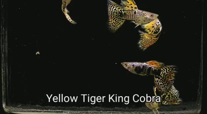 YELLOW TIGER KING COBRA SPECIAL GUPPY PAIR