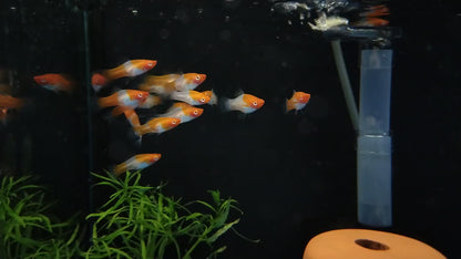 Kohaku Swordtail Fish 4cm