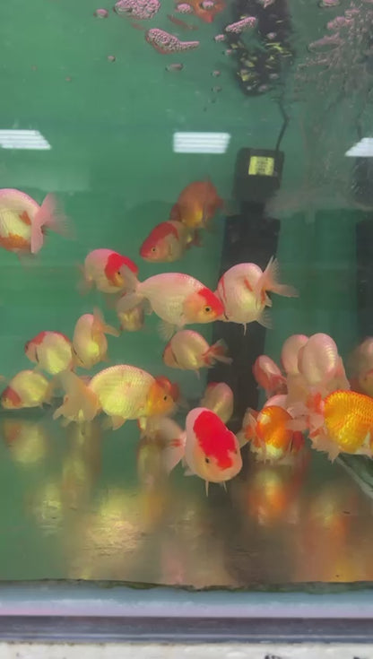 RANCHU GOLD MIX