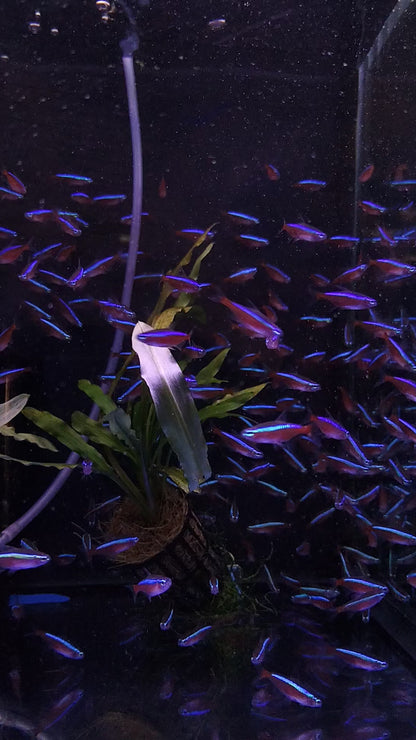 CARDINAL TETRA 2.CM