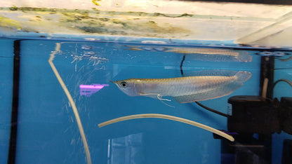 SILVER AROWANA SMALL