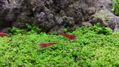 CHERRY RED SHRIMPS