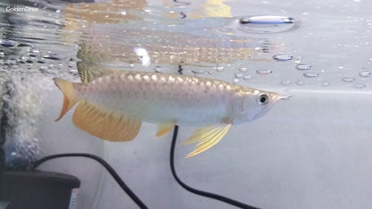 HIGH BACK GOLDEN AROWANA 16-18cm