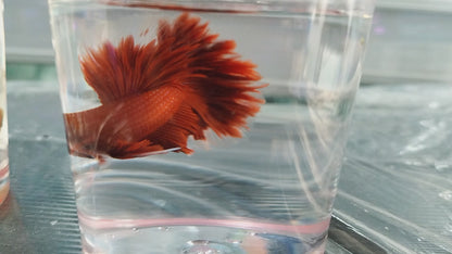 HALFMOON BUTTERFLY RED BETTA