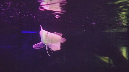 ALBINO AROWANA 18cm-20cm