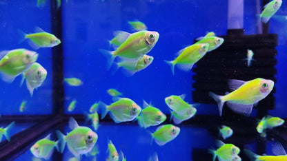 GERMAN TETRA 2.5-4CM