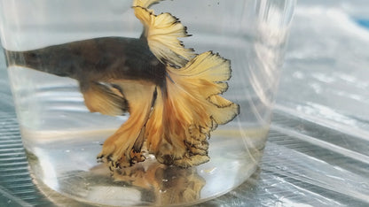 HALFMOON MUSTARD BETTA