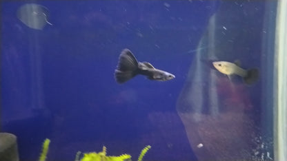 BLACK GUPPY PAIR