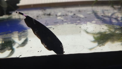 BLACK GHOST KNIFE FISH 5-7cm