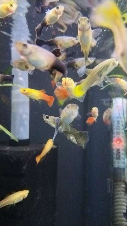 Guppy Female Mix 3cm