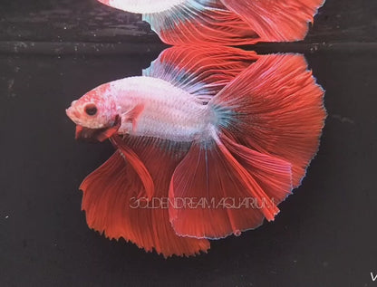 RED DRAGON BETTA