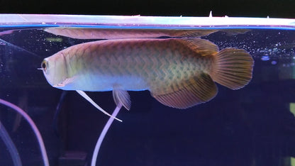 BANJER RED AROWANA 18cm