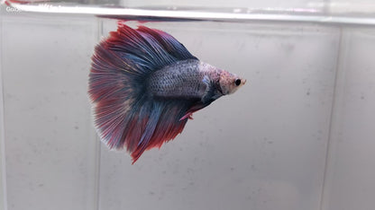 FULLMOON BETTA