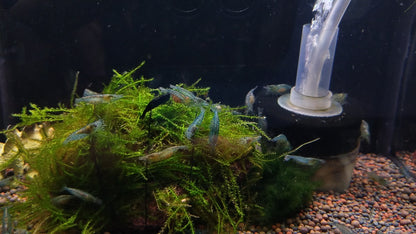 CHERRY BLUE SHRIMPS 1.5cm