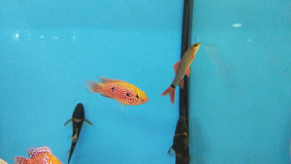 RED JEWEL CICHLID