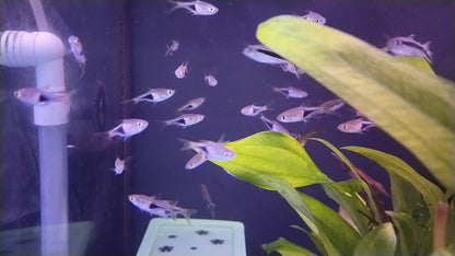 HARLEQUIN RASBORA