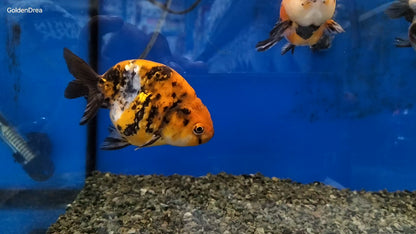 CALICO RANCHU 7-9CM