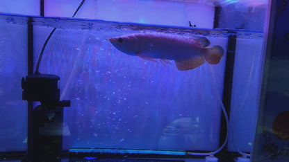 24K GOLD AROWANA FISH