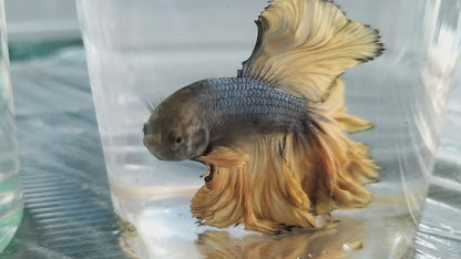 HALFMOON MUSTARD BETTA