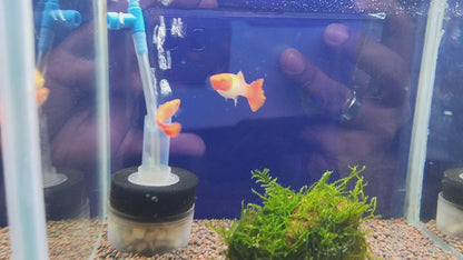 KOI GUPPY PAIR