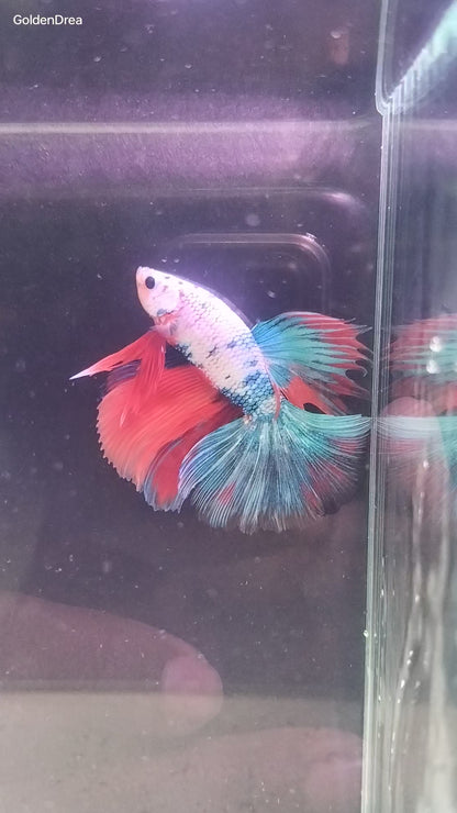 Koi Halfmoon Betta