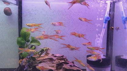 ENDLER GUPPY 2.5cm