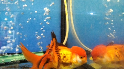 ORANDA Fish mix 8cm