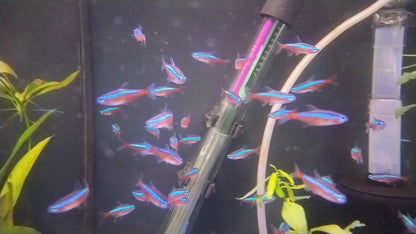 CARDINAL TETRA 2.CM