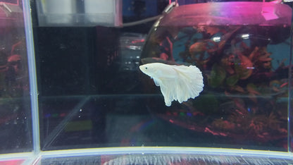 HALFMOON WHITE BETTA