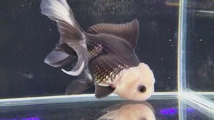 ORANDA PANDA 5-7cm