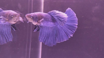 HALFMOON BLUE BETTA