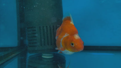 RYUKIN GOLDFISH