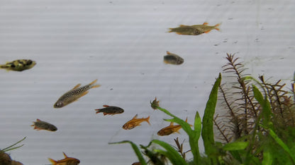 Galaxy Rasbora 1.5cm