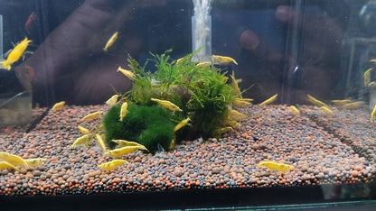 YELLOW GOLDLINE SHRIMPS 1.5cm